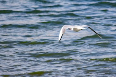 Nehirde martılar var.