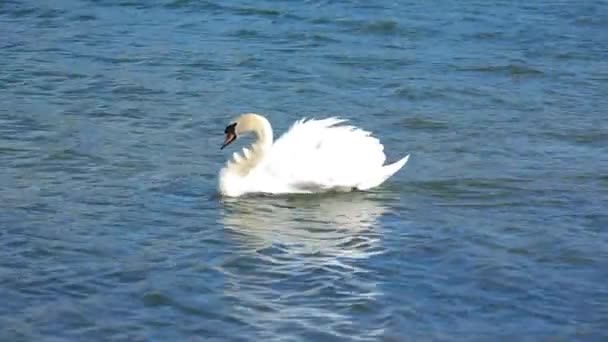 Swan Nada Água — Vídeo de Stock