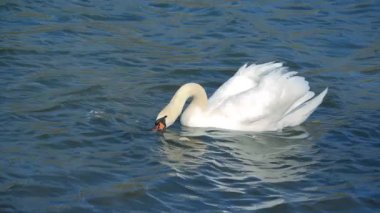 Kuğu nehirde yüzerken yemek yer.