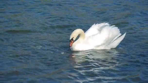 Cisne Come Enquanto Flutua Rio — Vídeo de Stock