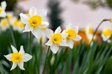 İlkbaharda çiçek açan nergisler