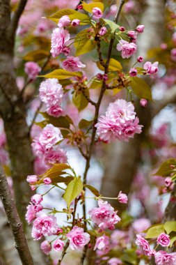 sakura çiçeği yakın