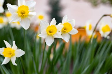 İlkbaharda çiçek açan nergisler