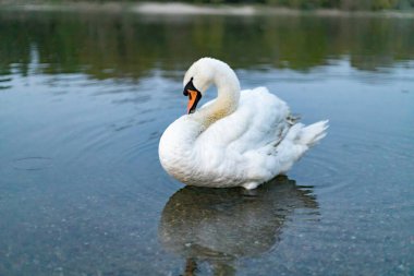 Swan in the river close up clipart