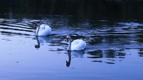 Лебеди Плавают Воде — стоковое видео