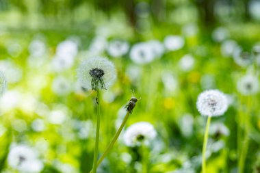 İlkbaharda ormanda karahindibalar.