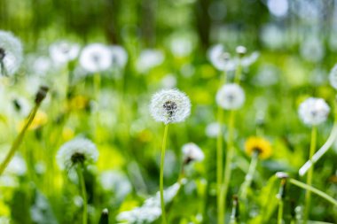 İlkbaharda ormanda karahindibalar.