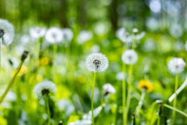 İlkbaharda ormanda karahindibalar.