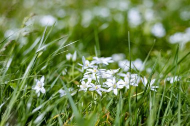 İlkbaharda ormanda yabani sarımsaklar açıyor.