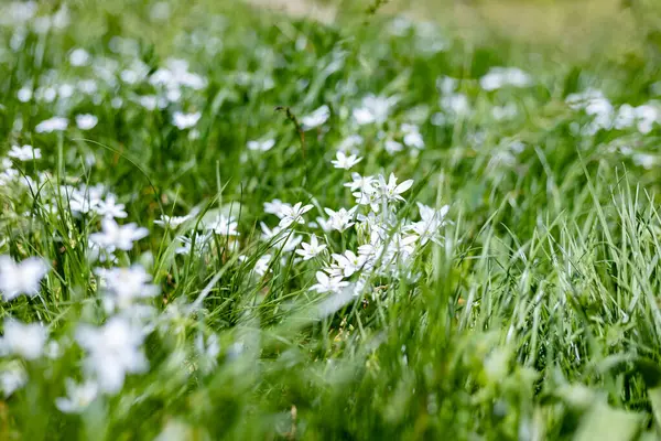 Blommande Vild Vitlök Närbild Skogen Våren — Stockfoto