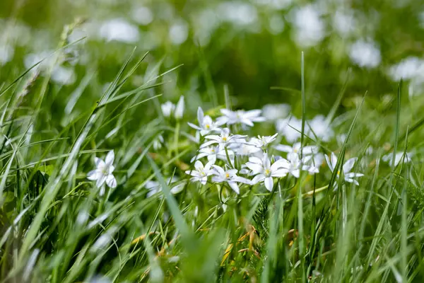 Blommande Vild Vitlök Närbild Skogen Våren — Stockfoto