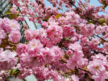 sakura çiçeği yakın