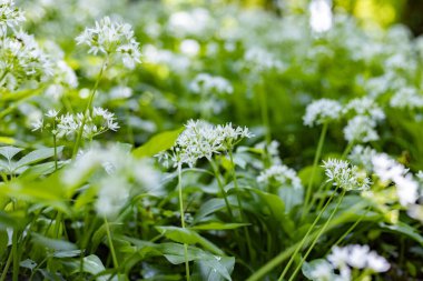 Allium ursinum çiçek açıyor.