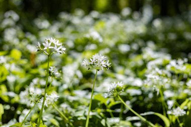 Allium ursinum çiçek açıyor.