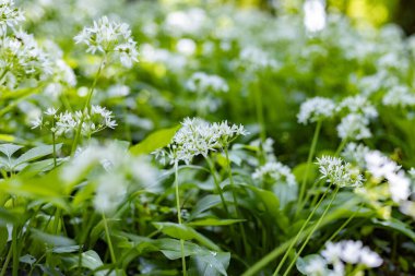 Allium ursinum çiçek açıyor.
