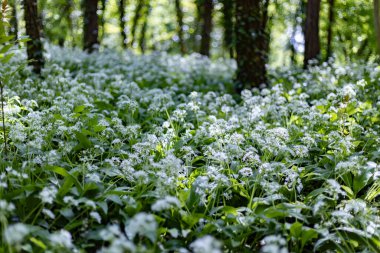 Allium ursinum çiçek açıyor.