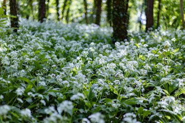 Allium ursinum çiçek açıyor.