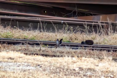 Tavşanlar raylarda. Vahşi yaşam ve uygarlık