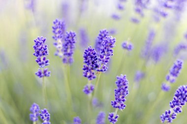 Baharda evin yakınındaki çiçeklikte açan lavanta.