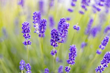 Baharda evin yakınındaki çiçeklikte açan lavanta.