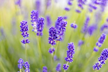 Baharda evin yakınındaki çiçeklikte açan lavanta.