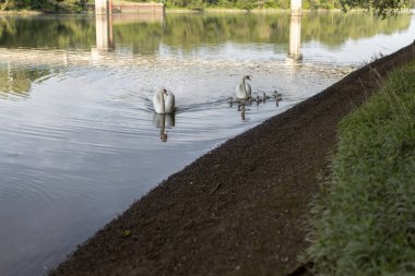 Nehirde piliçli kuğular