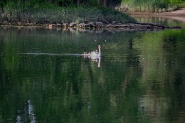Nehirde piliçli kuğular