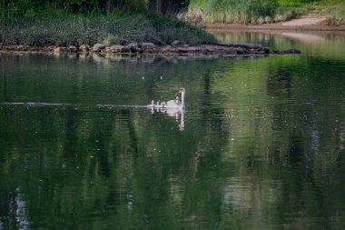 Nehirde piliçli kuğular
