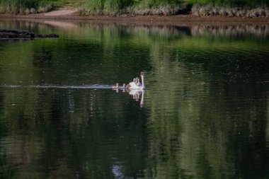 Nehirde piliçli kuğular