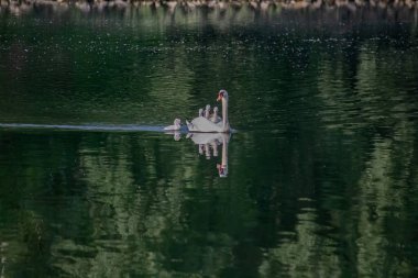 Nehirde piliçli kuğular