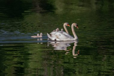 Nehirde piliçli kuğular