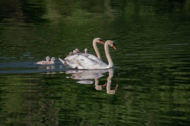Nehirde piliçli kuğular