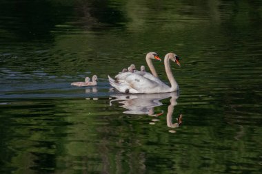 Nehirde piliçli kuğular