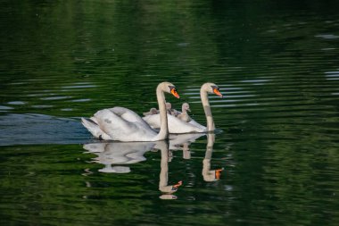 Nehirde piliçli kuğular