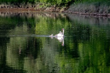 Nehirde piliçli kuğular