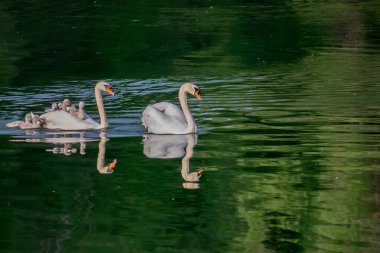 Nehirde piliçli kuğular