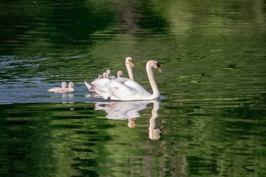 Nehirde piliçli kuğular