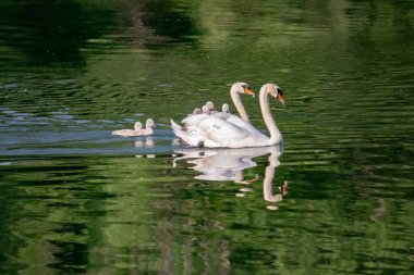 Nehirde piliçli kuğular