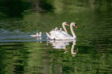 Nehirde piliçli kuğular