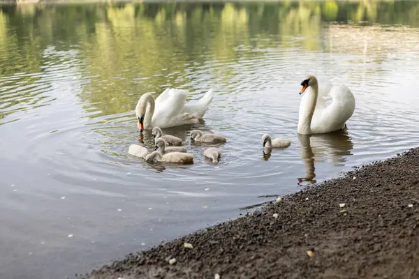 Stock image Swans with chicks on the river