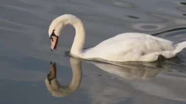 Yazın nehir boyunca beyaz bir kuğu yüzer.