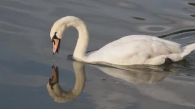 Yazın nehir boyunca beyaz bir kuğu yüzer.