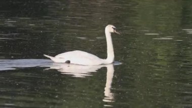 Yazın nehir boyunca beyaz bir kuğu yüzer.