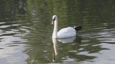 Yazın nehir boyunca beyaz bir kuğu yüzer.