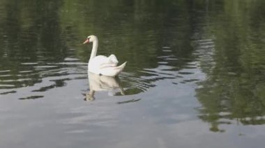 Yazın nehir boyunca beyaz bir kuğu yüzer.