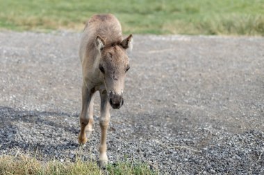 Slovakya 'da bir çiftlikte küçük bir at