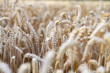 buğday kulak yakın çekim