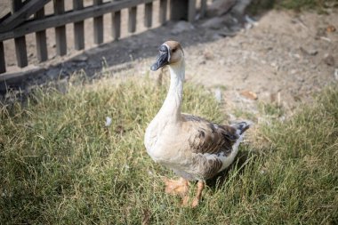 Slovakya 'da bir çiftliğe yakın çekim