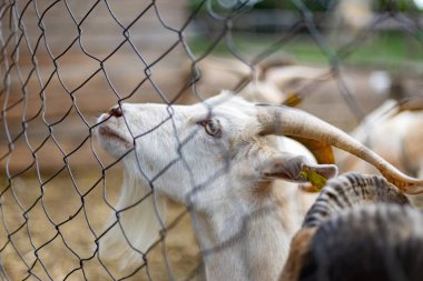 Slovakya 'da bir çiftlikte keçiler