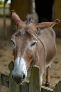 Slovakya 'da bir çiftlikte çitli bir alanda eşekler.